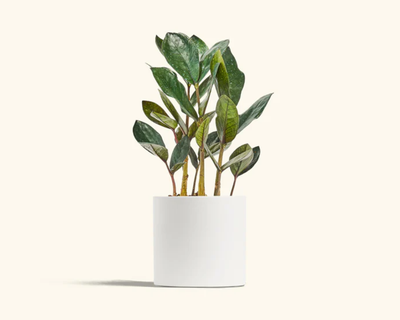 Black ZZ Plant with Classic Planter