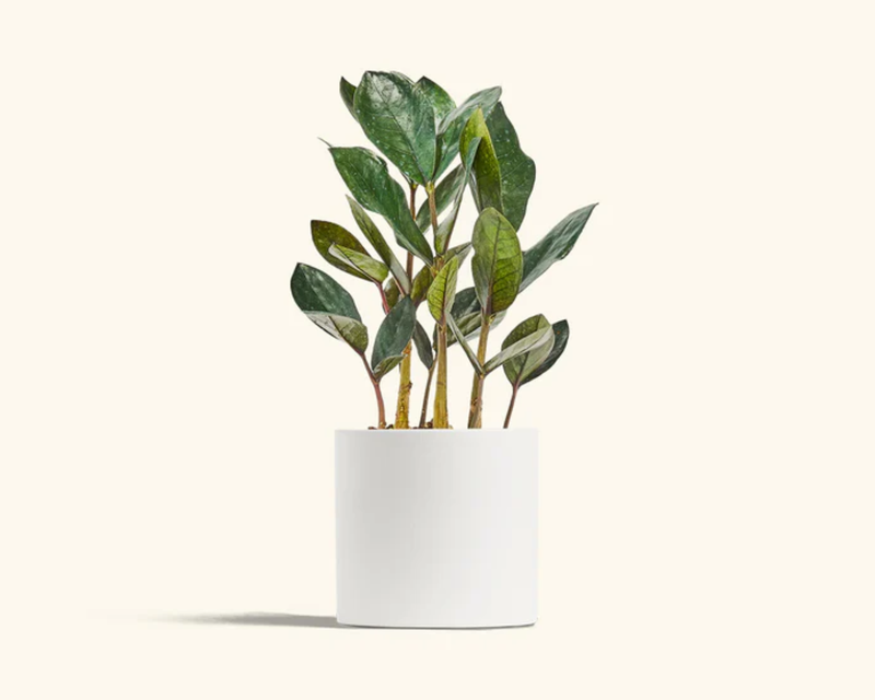 Black ZZ Plant with Classic Planter