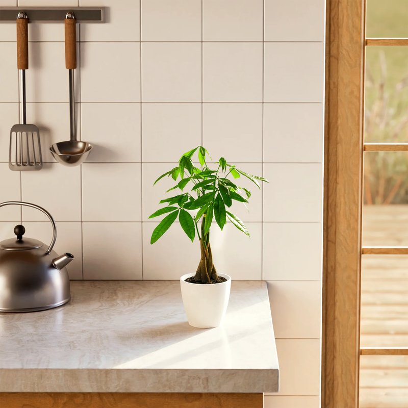 Small Money Tree Plant with Eco Pot
