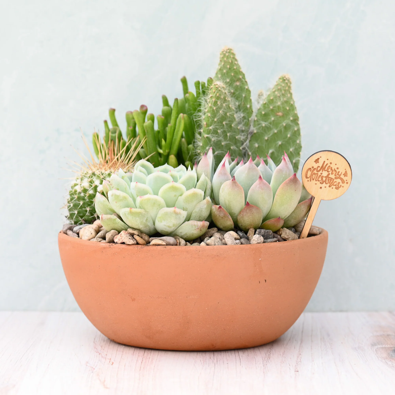 Holiday Terracotta Succulent Garden