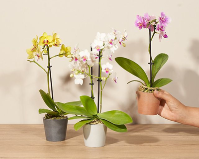 Three Wishes Orchids
