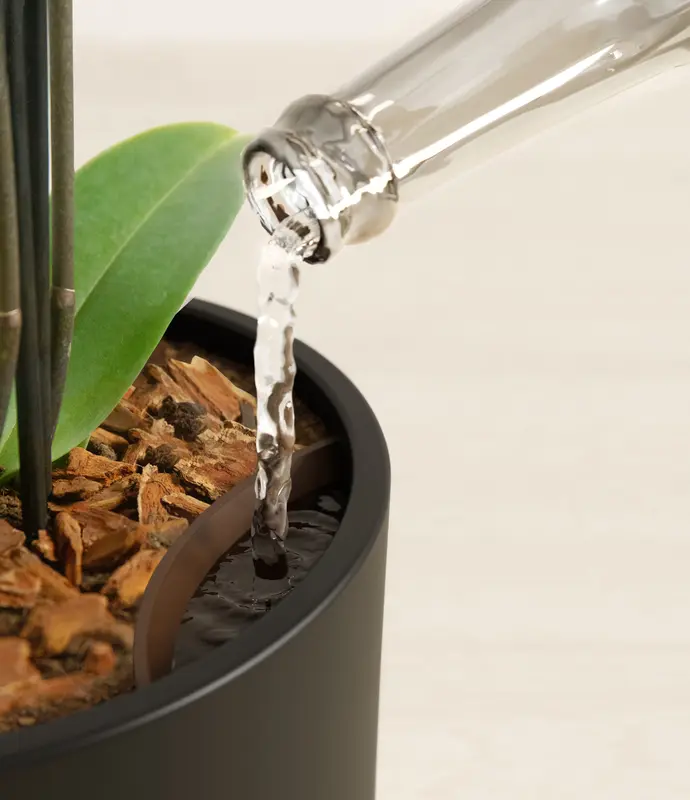 Medium White Orchid in Self Watering Ceramic Potter