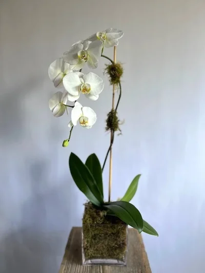 White Single-Stem Orchid Plant