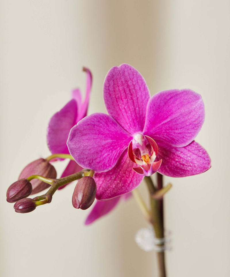 16" Purple Orchid