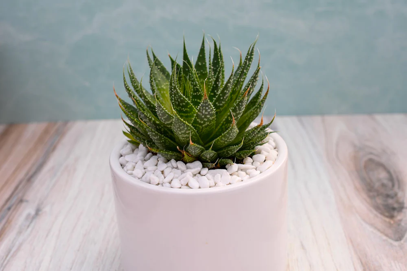 Single Succulent in Potter