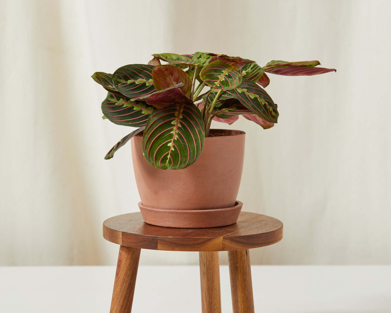 Red Prayer Plant