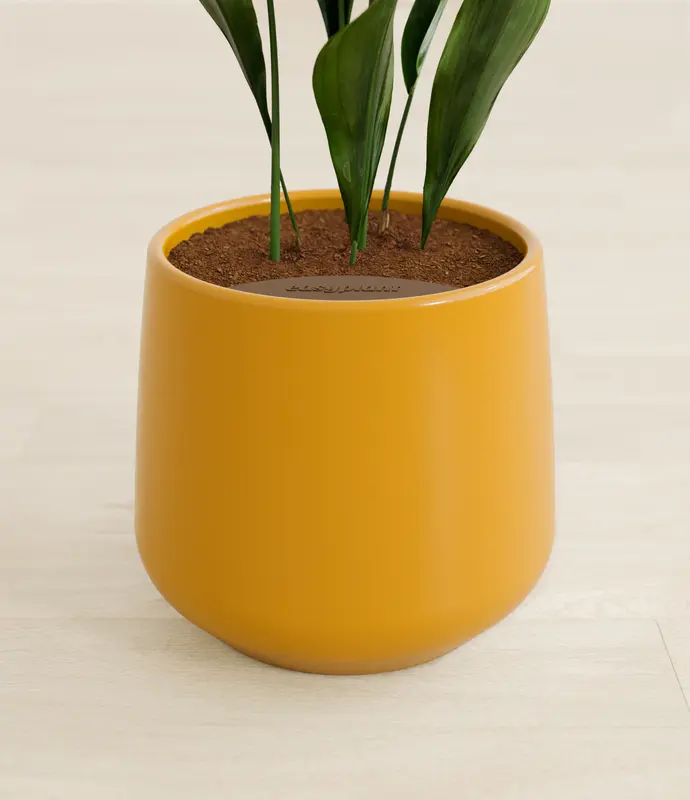 Medium Cast Iron Plant in Self Watering Ceramic Potter