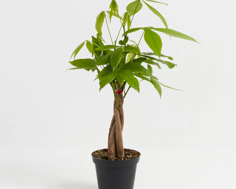 Money Tree Plant, Small
