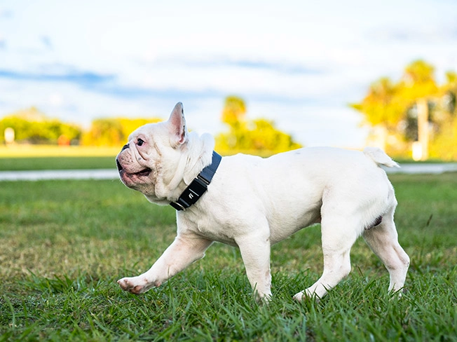 Series 3 Smart Dog Collar and 1 Year Fi Subscription