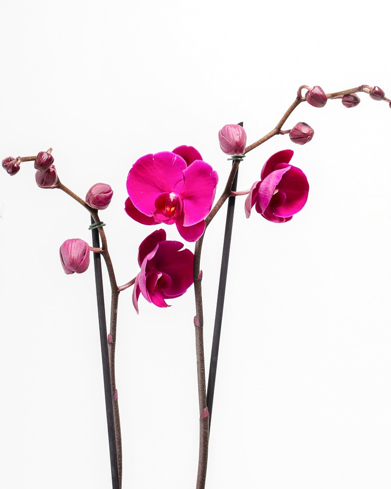 Purple Phalaenopsis Orchid