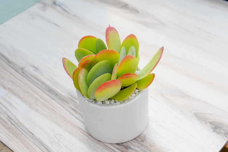 Single Succulent in Potter