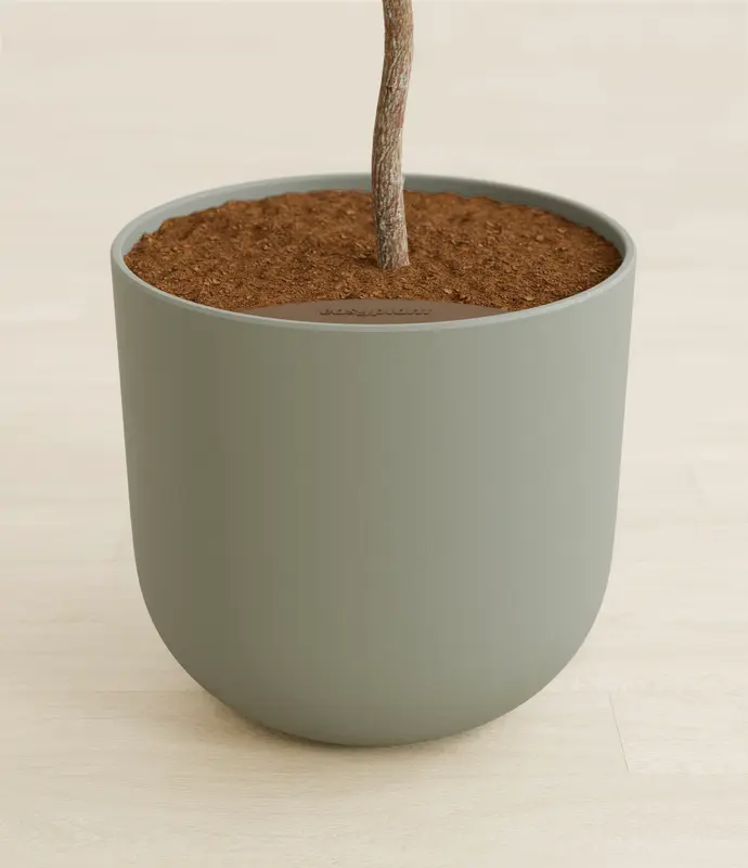Large Fiddle Leaf Fig in Self Watering Ceramic Potter