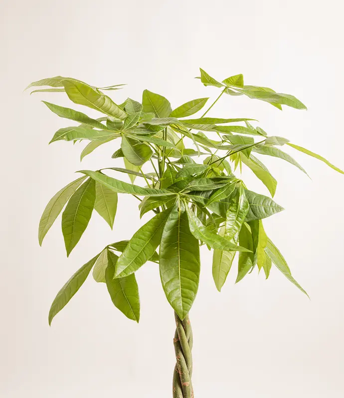Large Money Tree in Self Watering Ceramic Potter