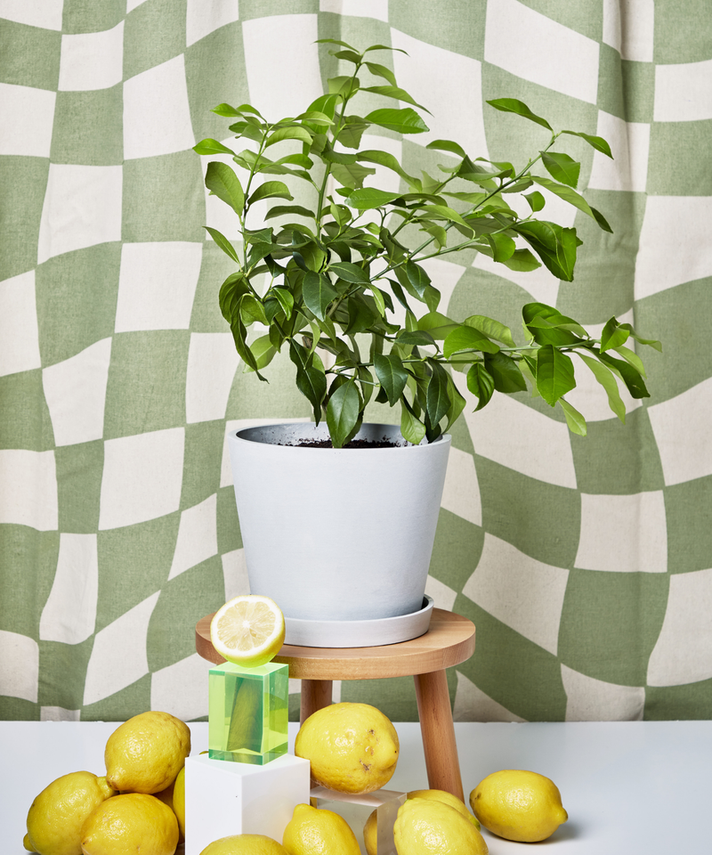 Eureka Lemon Tree