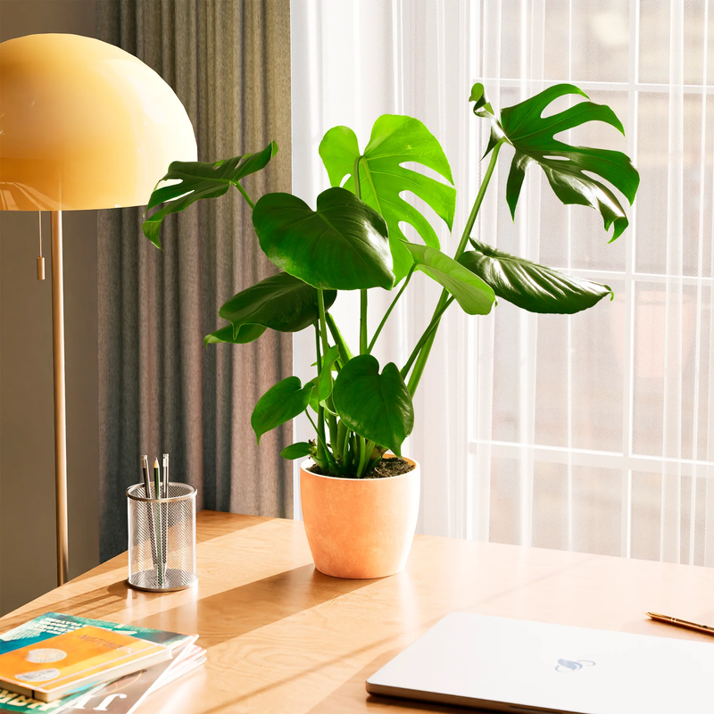 Medium Monstera Deliciosa with Eco Pot