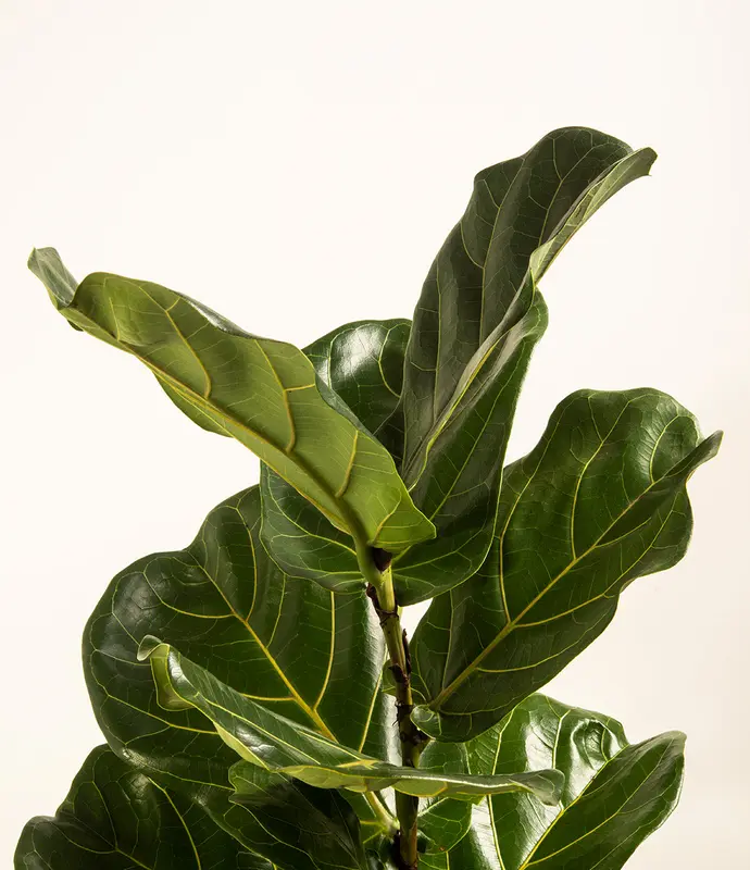Large Fiddle Leaf Fig in Self Watering Ceramic Potter