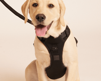Easy Fit Harness