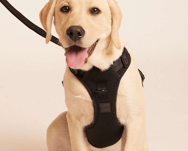 Easy Fit Harness | Black / XL