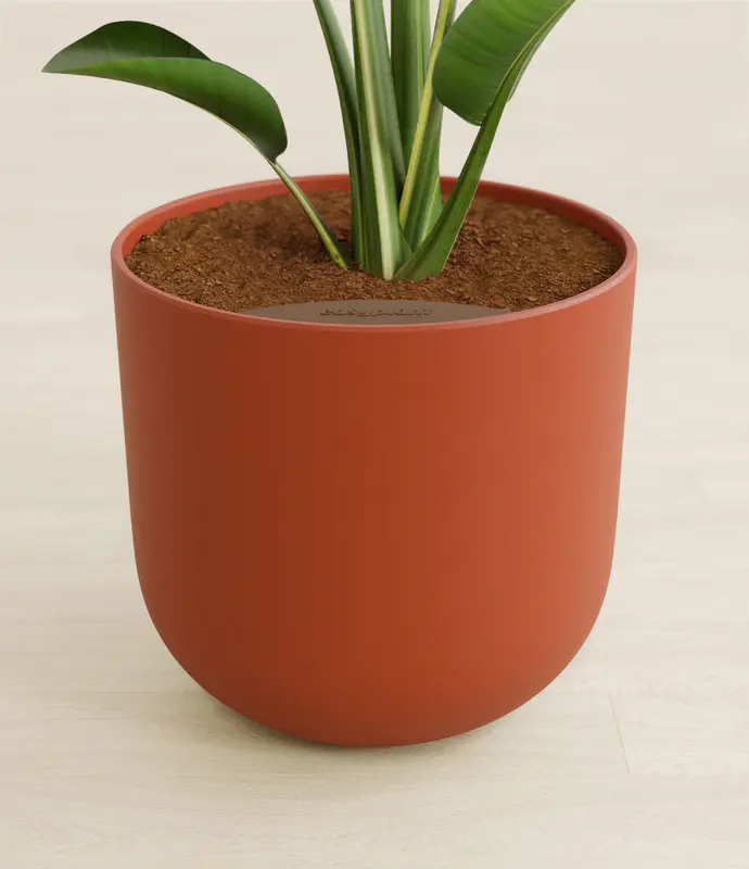 Huge Bird of Paradise in Self Watering Ceramic Potter