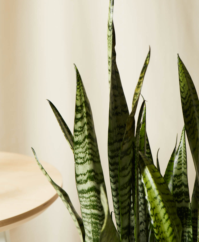 Sansevieria Snake Plant