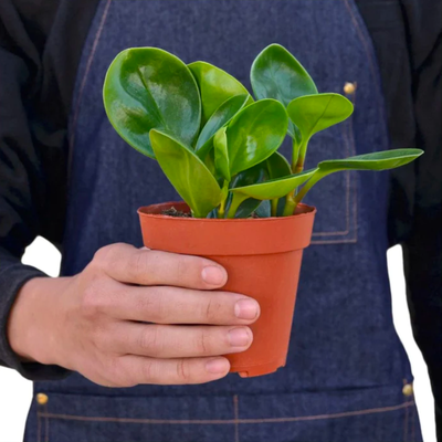 The Pepper Peperomia Thailand Plant