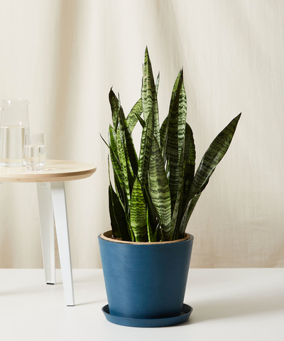 Sansevieria Snake Plant