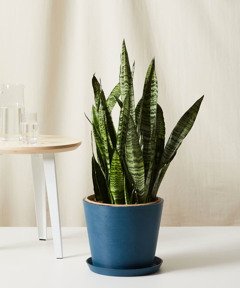 Sansevieria Snake Plant