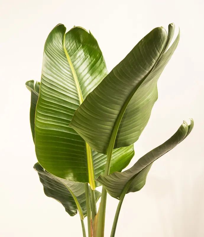 Bird of Paradise Tree