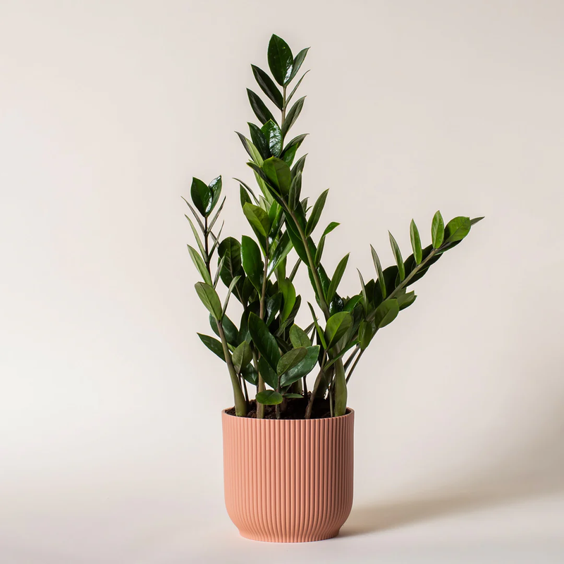 ZZ Plant with Potter