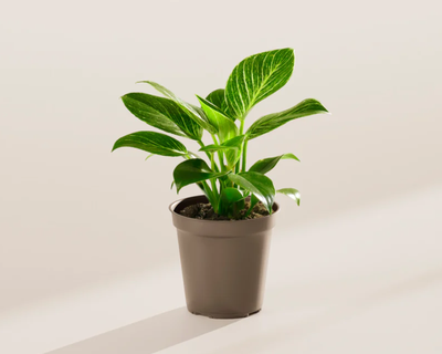 Philodendron Birkin Plant, Small