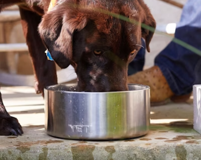 Boomer™ 4 Dog Bowl