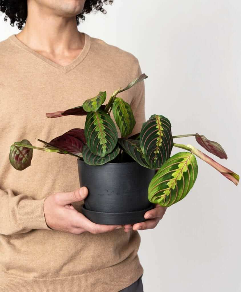 Red Prayer Plant