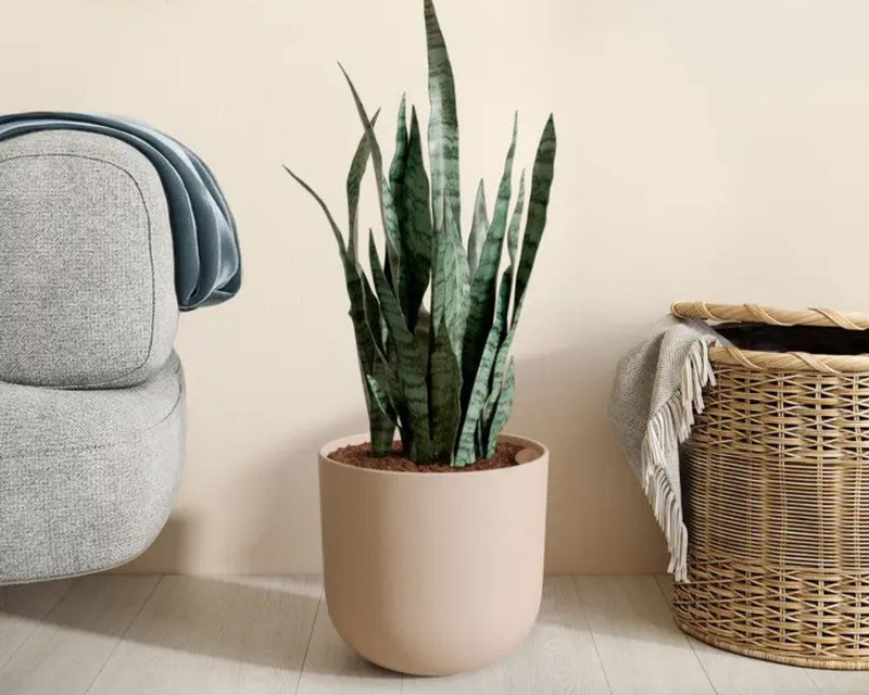 Large Snake Plant in Self Watering Ceramic Potter