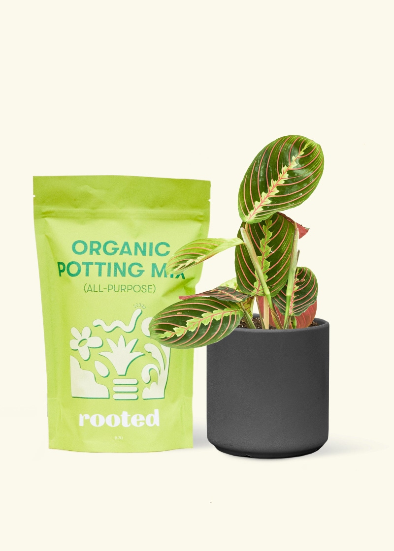 Rooted prayer plant in ceramic potter - housewarming gift 2026 - $49