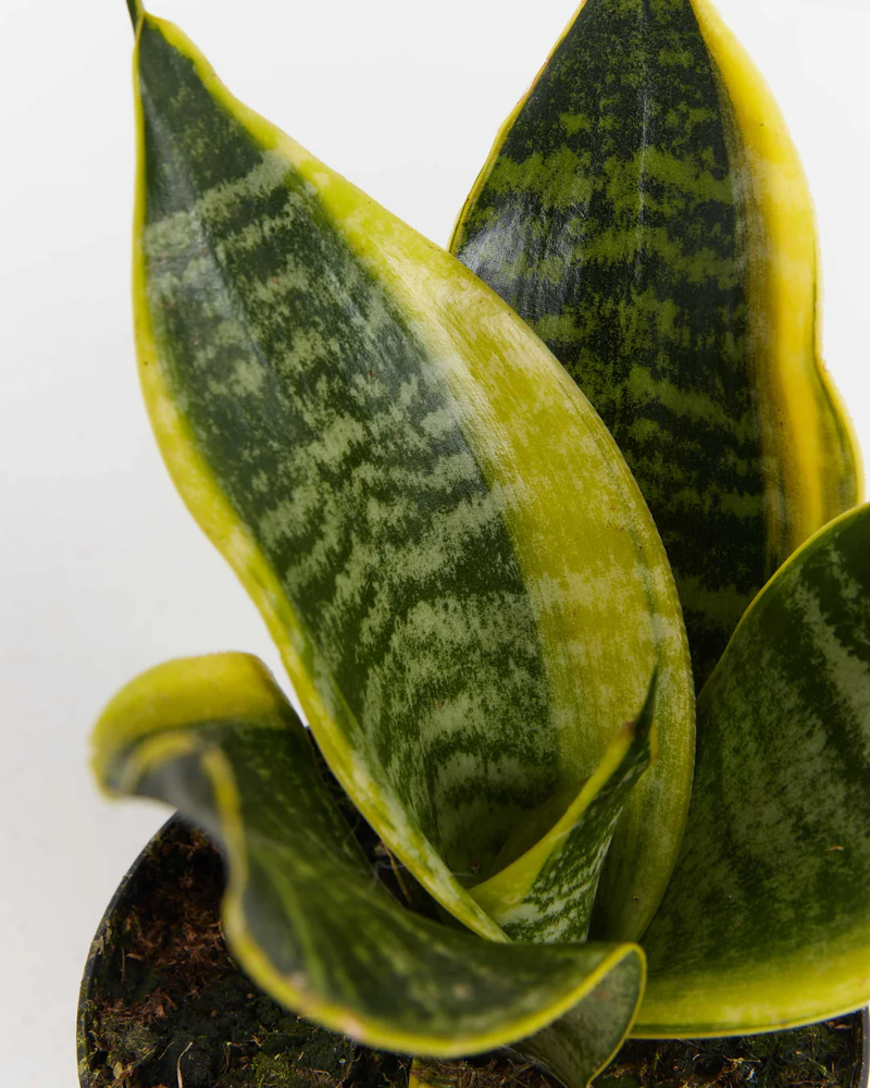Snake Plant, Small