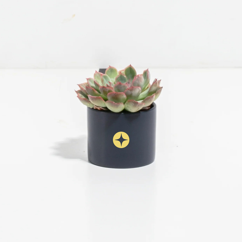 Branded Lively Root Petite Succulent Plant Kit