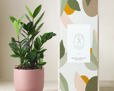 ZZ Plant
