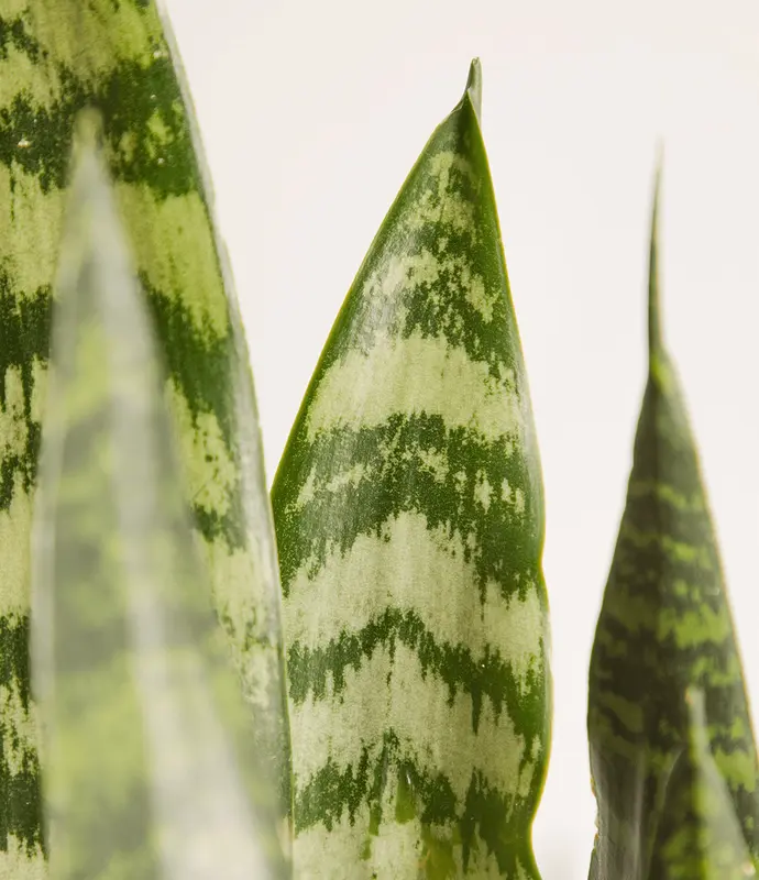 Large Snake Plant in Self Watering Ceramic Potter
