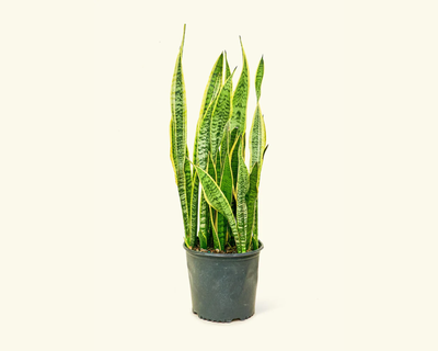 Snake Plant 'Laurentii', XL