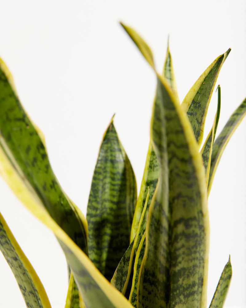 Medium Snake Plant with Eco Pot