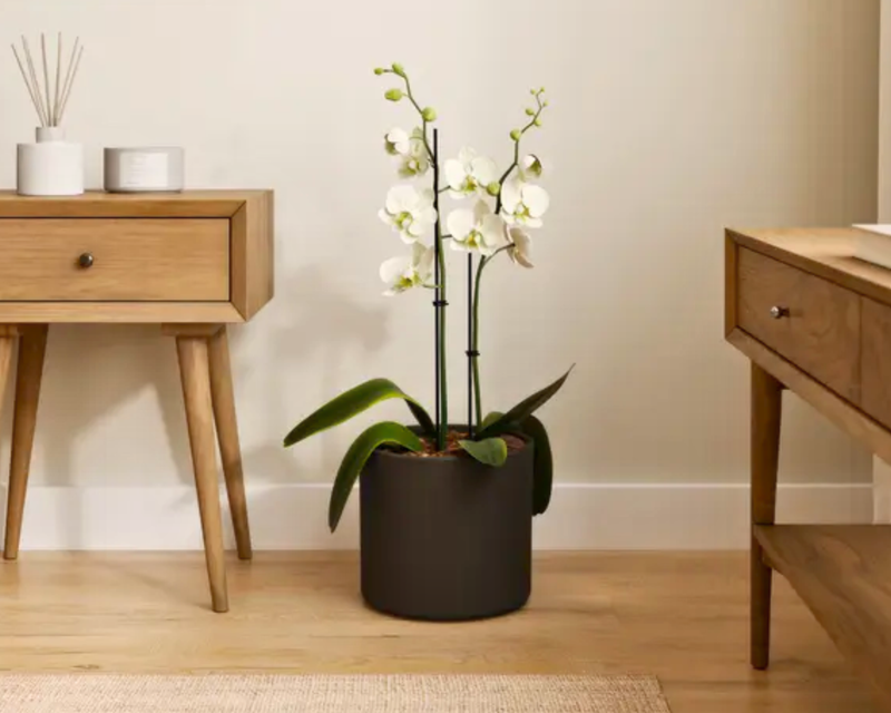 Medium White Orchid in Self Watering Ceramic Potter