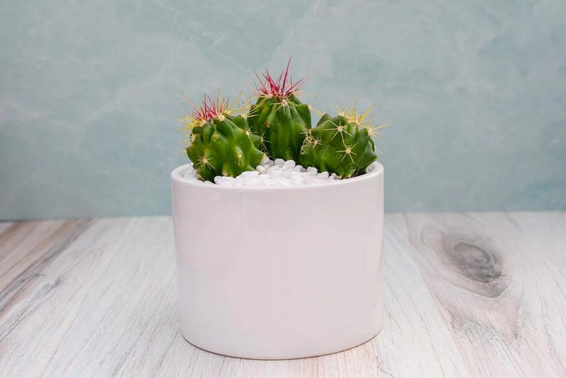 Single Succulent in Potter