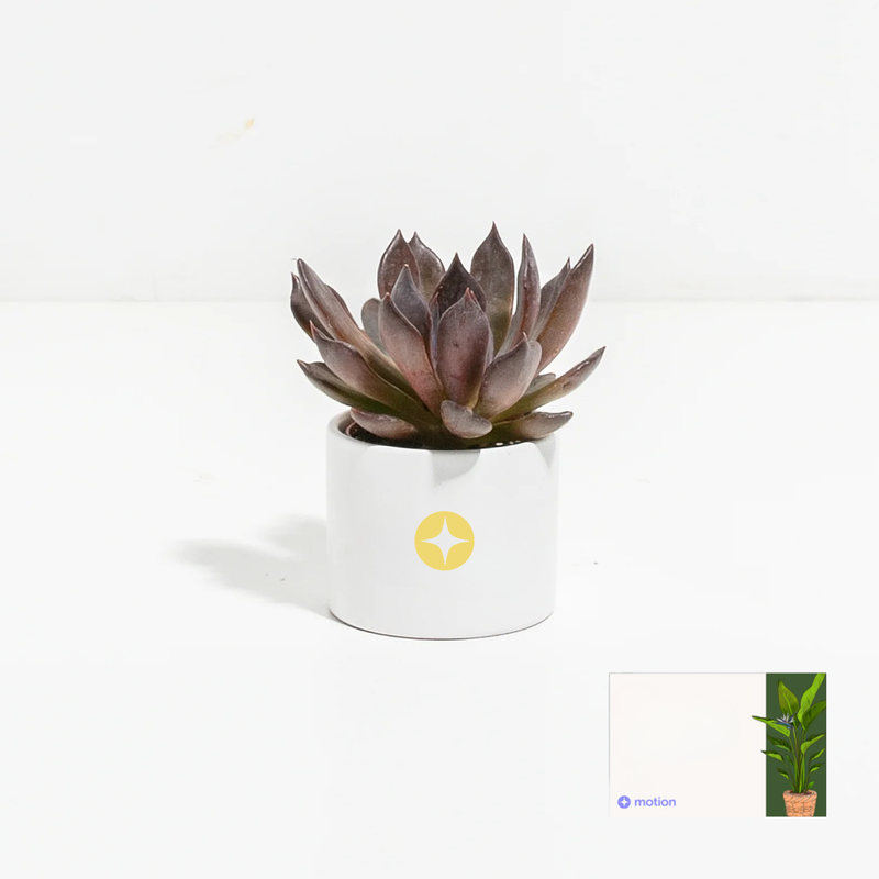 Branded Lively Root Petite Succulent Plant Kit