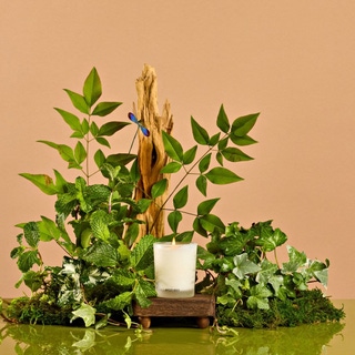 Wild Mint and Ivy