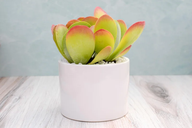 Single Succulent in Potter