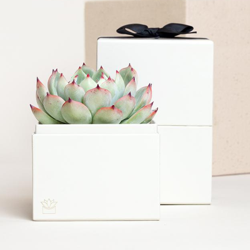 Lula's Garden succulent bliss garden - mother-in-law gift 2026 - $34