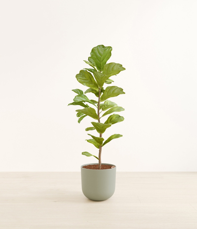 Huge Fiddle Leaf Fig in Self Watering Ceramic Potter