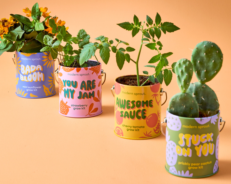 Complimentary Colors Grow Kit 4-Pack
