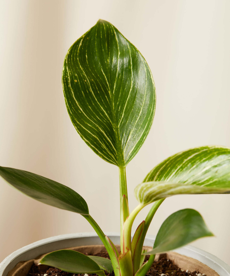 Philodendron Birkin