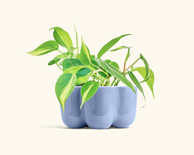 Philodendron Brazil with Petal Planter